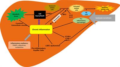 Frontiers | Current And Potential Therapies Targeting Inflammation In NASH